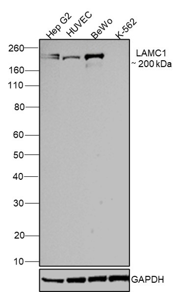 Laminin gamma-1 Antibody