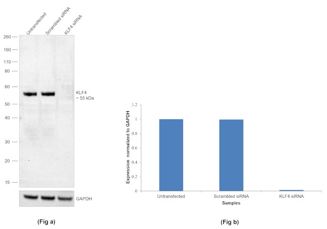 KLF4 Antibody