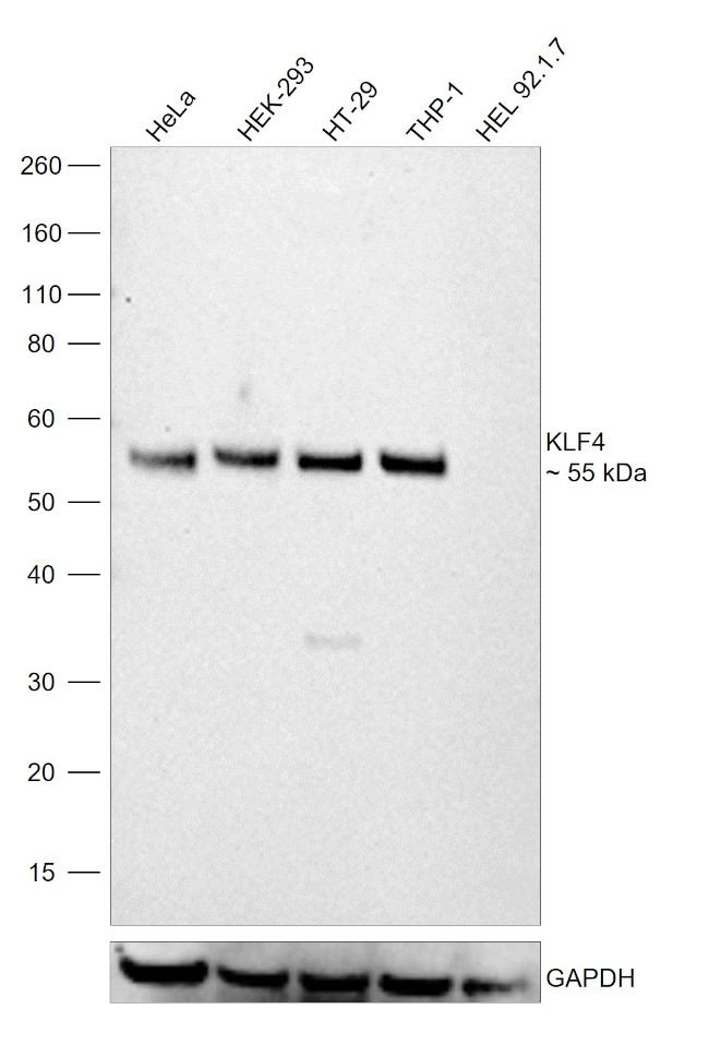 KLF4 Antibody in Western Blot (WB)