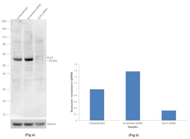 KLF4 Antibody in Western Blot (WB)