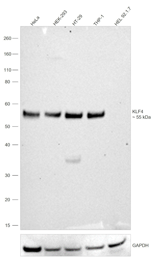 KLF4 Antibody in Western Blot (WB)