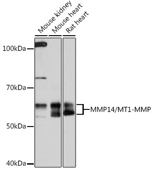 MMP14 Antibody in Western Blot (WB)