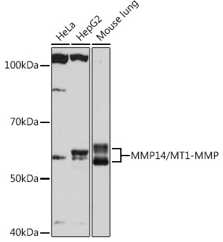 MMP14 Antibody in Western Blot (WB)