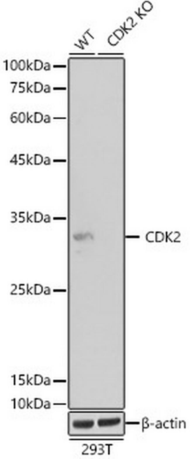 CDK2 Antibody