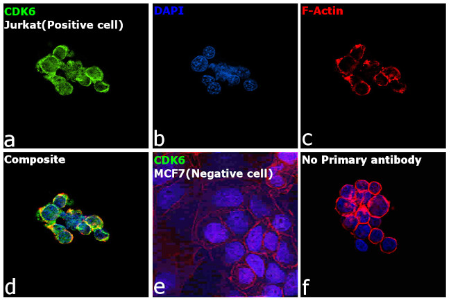 CDK6 Antibody in Immunocytochemistry (ICC/IF)