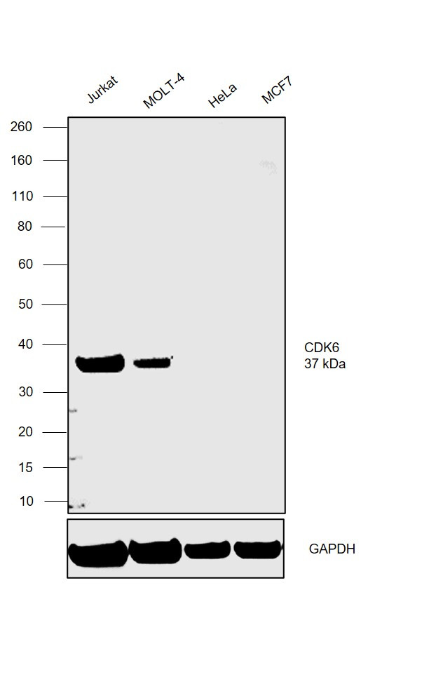 CDK6 Antibody