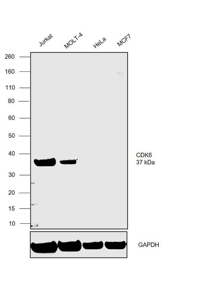 CDK6 Antibody in Western Blot (WB)