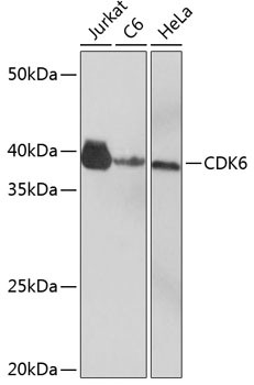 CDK6 Antibody in Western Blot (WB)