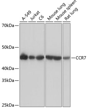 CCR7 Antibody in Western Blot (WB)