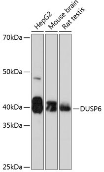 MKP3 Antibody in Western Blot (WB)