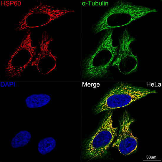 HSP60 Antibody in Immunocytochemistry (ICC/IF)