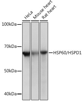 HSP60 Antibody in Western Blot (WB)