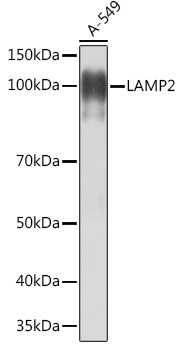 LAMP2 Antibody in Western Blot (WB)