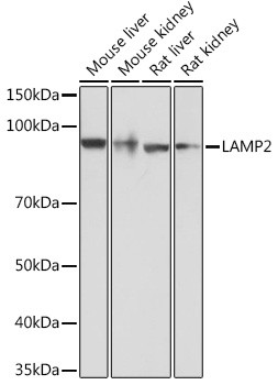 LAMP2 Antibody in Western Blot (WB)