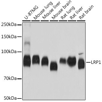 LRP1 Antibody in Western Blot (WB)