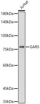 GARS Antibody in Western Blot (WB)