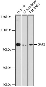 GARS Antibody in Western Blot (WB)