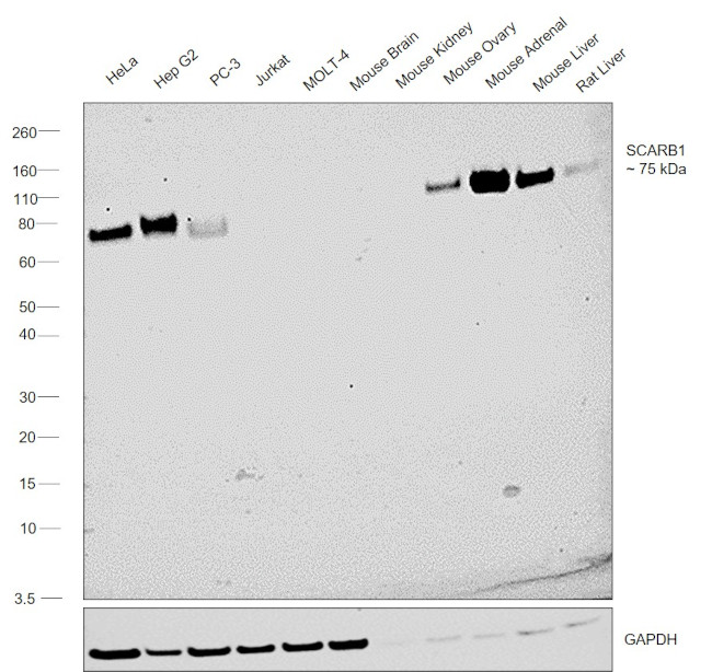 SR-BI Antibody