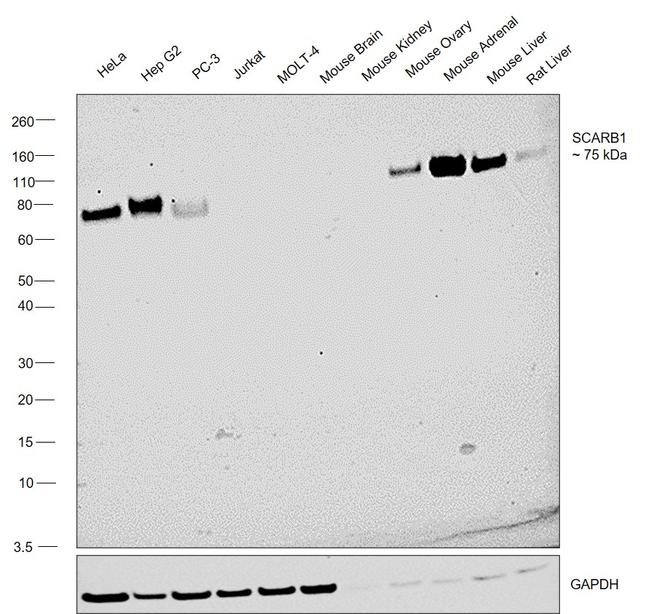 SR-BI Antibody in Western Blot (WB)