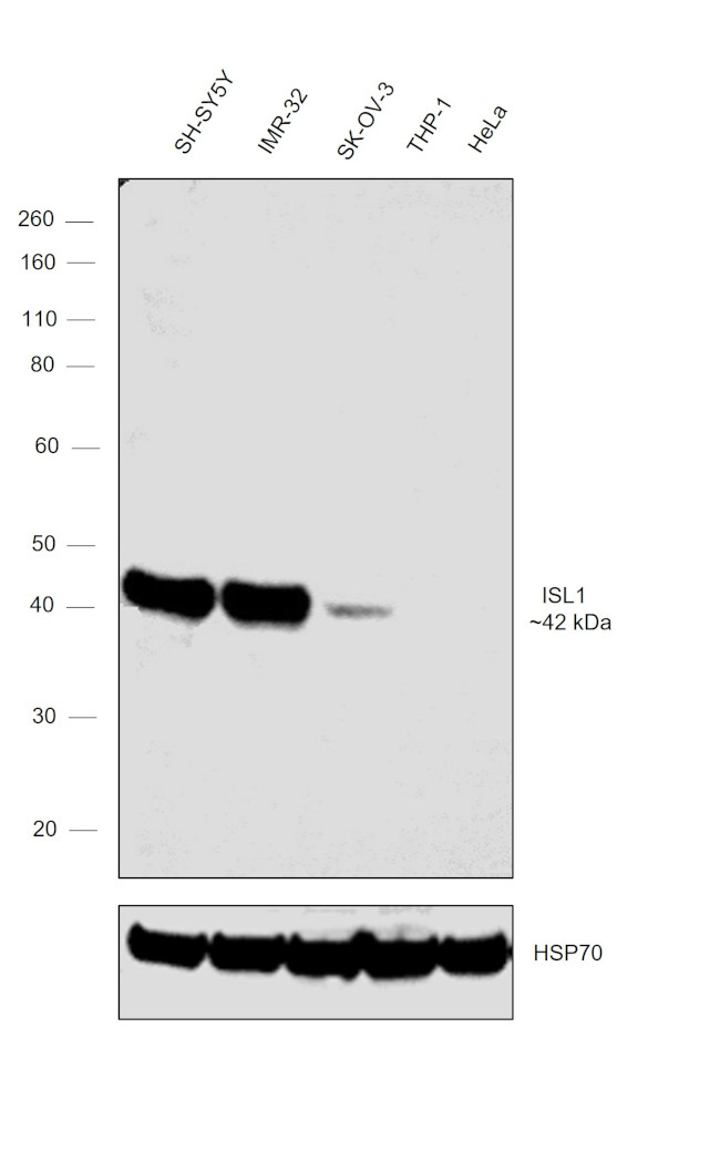 ISL1 Antibody in Western Blot (WB)