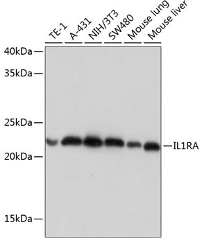 IL1RA Antibody in Western Blot (WB)