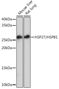 HSP27 Antibody in Western Blot (WB)