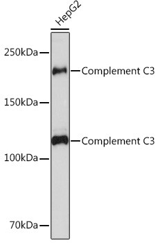 Complement C3 Antibody in Western Blot (WB)