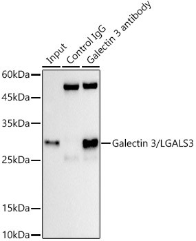 Galectin 3 Antibody in Immunoprecipitation (IP)