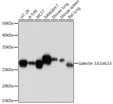 Galectin 3 Antibody in Western Blot (WB)