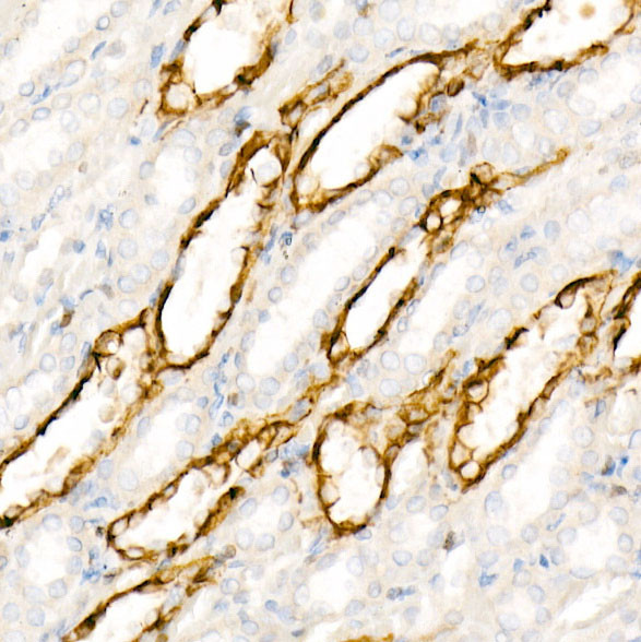 Aquaporin 4 Antibody in Immunohistochemistry (Paraffin) (IHC (P))