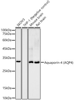 Aquaporin 4 Antibody in Western Blot (WB)