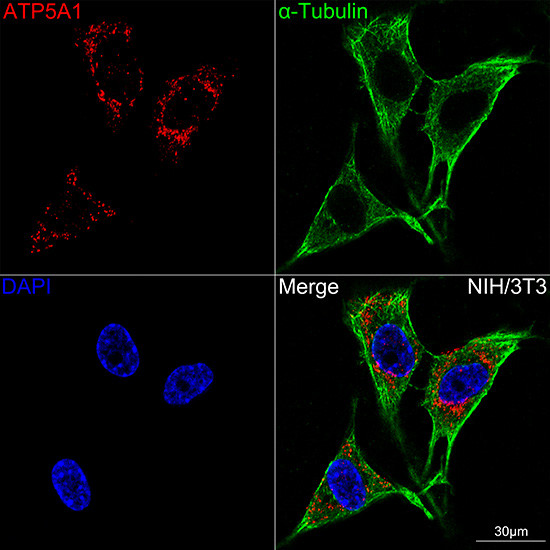 ATP5A1 Antibody in Immunocytochemistry (ICC/IF)