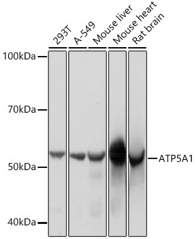 ATP5A1 Antibody in Western Blot (WB)