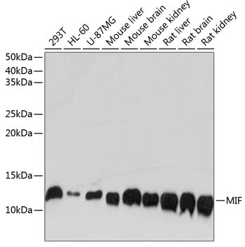 MIF Antibody in Western Blot (WB)