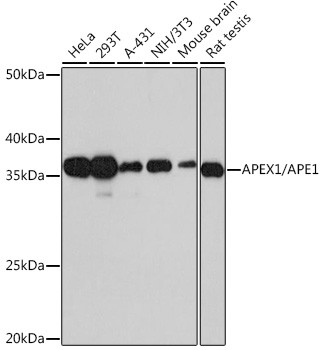 APE1 Antibody in Western Blot (WB)