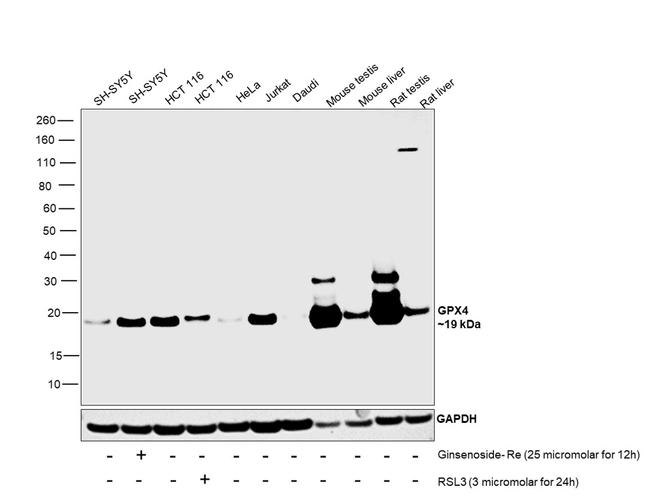 GPX4 Antibody in Western Blot (WB)