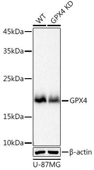 GPX4 Antibody in Western Blot (WB)