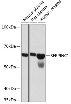 SERPINC1 Antibody in Western Blot (WB)