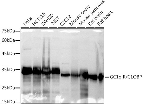 C1QBP Antibody in Western Blot (WB)