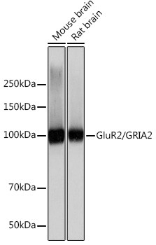 GluR2 Antibody in Western Blot (WB)