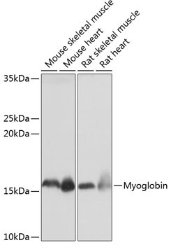 Myoglobin Antibody in Western Blot (WB)