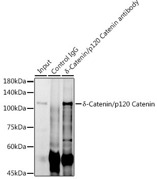 delta Catenin Antibody in Immunoprecipitation (IP)