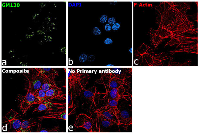 GM130 Antibody in Immunocytochemistry (ICC/IF)