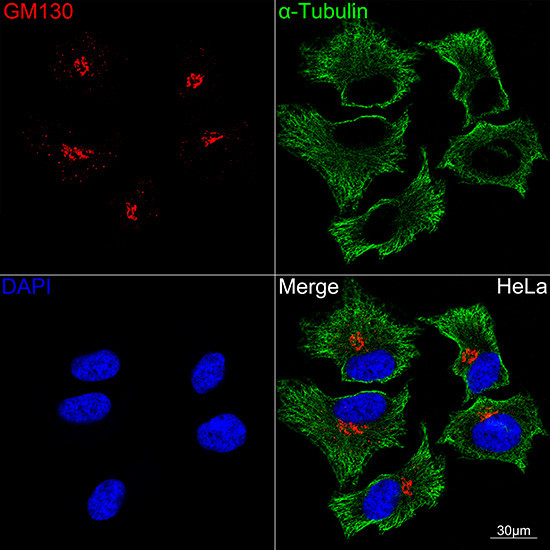 GM130 Antibody in Immunocytochemistry (ICC/IF)