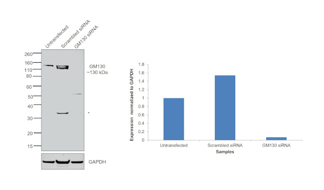 GM130 Antibody in Western Blot (WB)