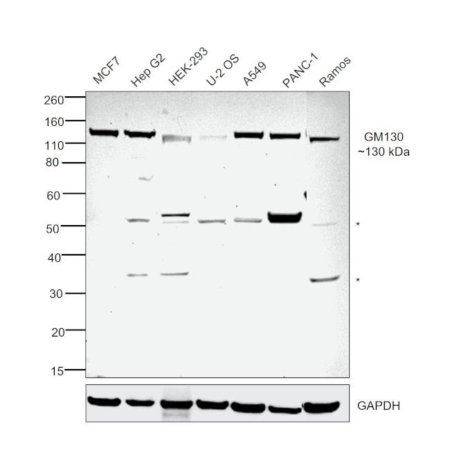 GM130 Antibody in Western Blot (WB)