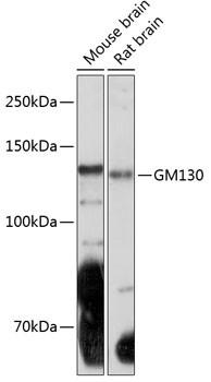 GM130 Antibody in Western Blot (WB)