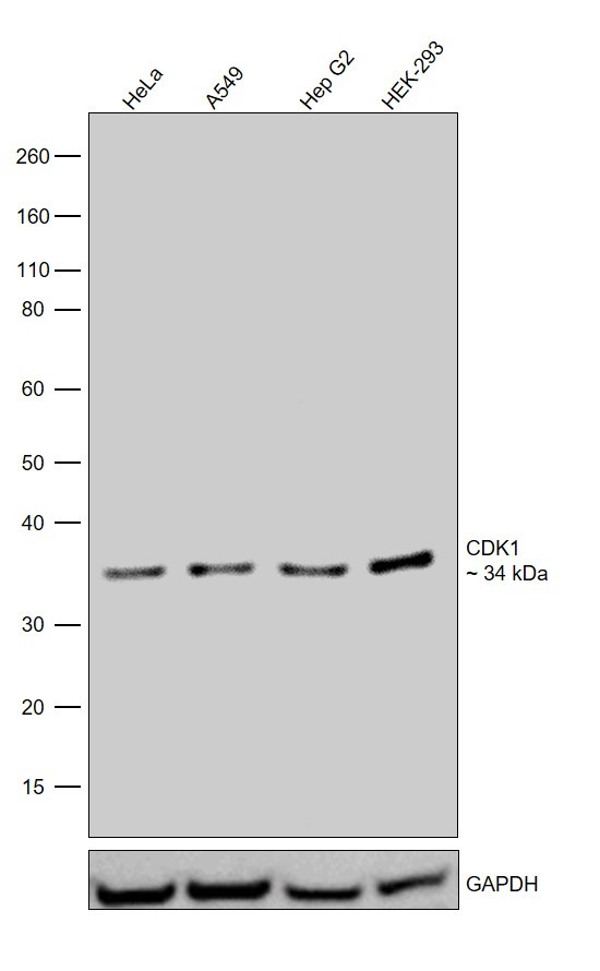 CDK1 Antibody in Western Blot (WB)