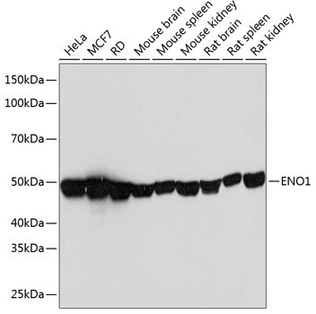 ENO1 Antibody in Western Blot (WB)