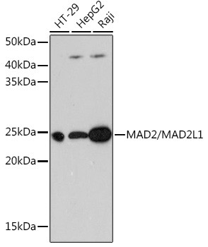 MAD2 Antibody in Western Blot (WB)